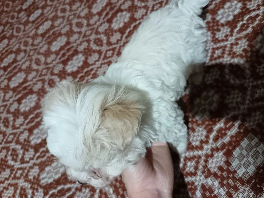 Catelusi bisoni Maltez