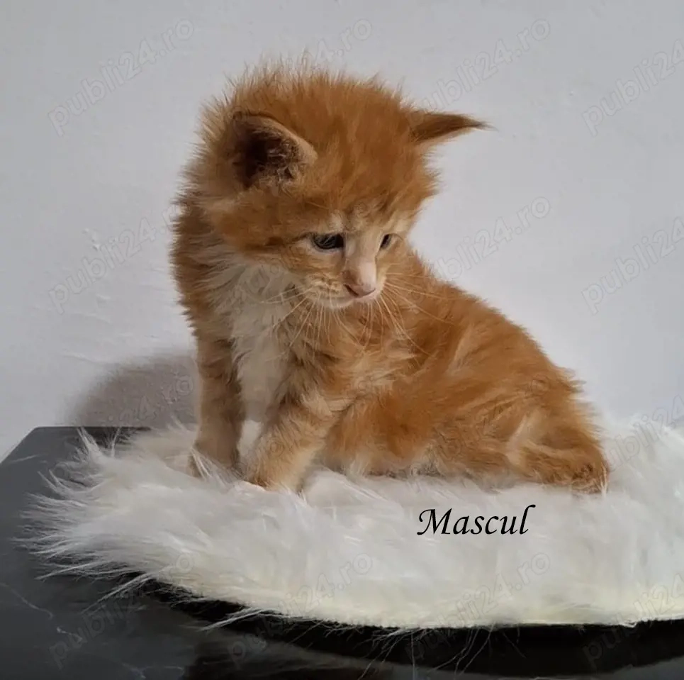 Maine Coon pisicuti cu Pedigree WCF-Felisa Autorizata Timisoara
