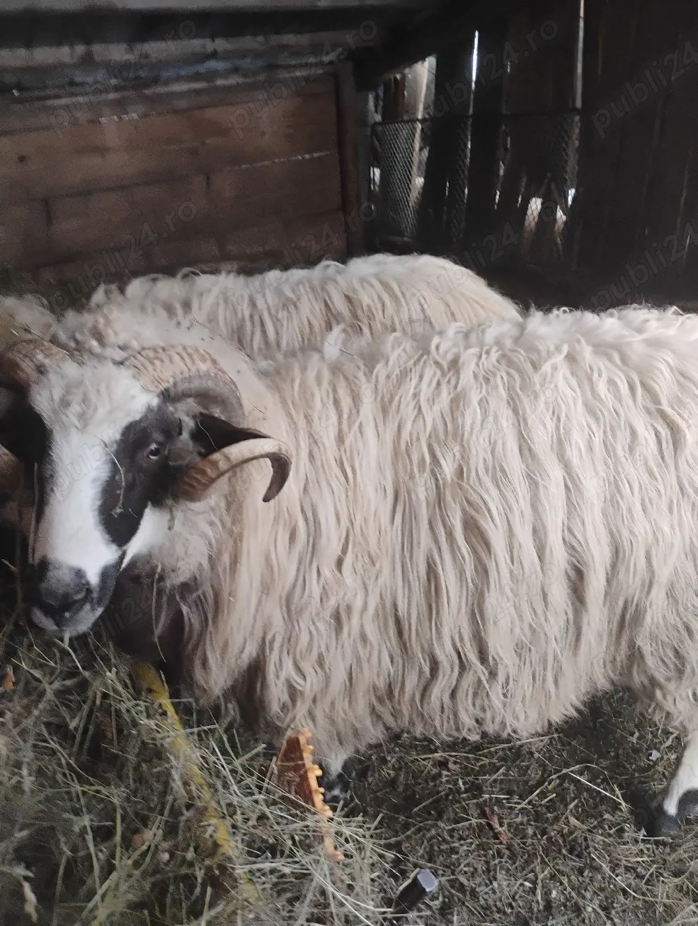 berbec căuta casă nouă 