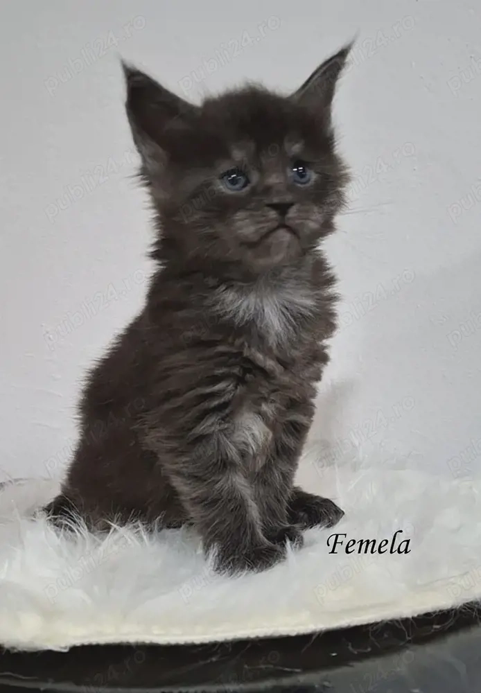 Maine Coon pisicuti cu Pedigree WCF- Felisa Autorizata Timisoara