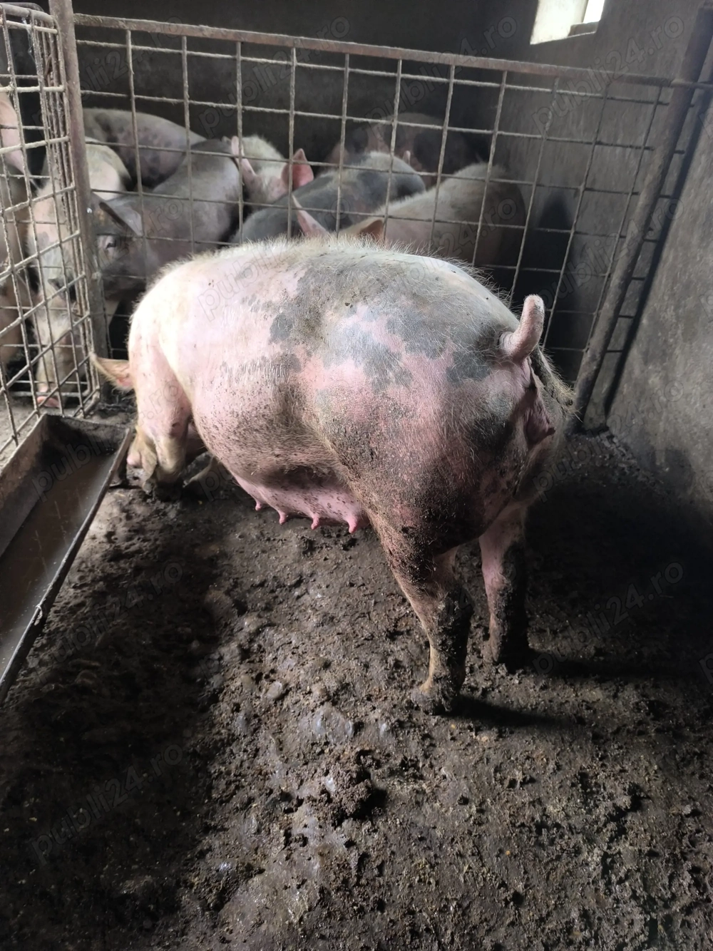 Scrofiță gestantă 