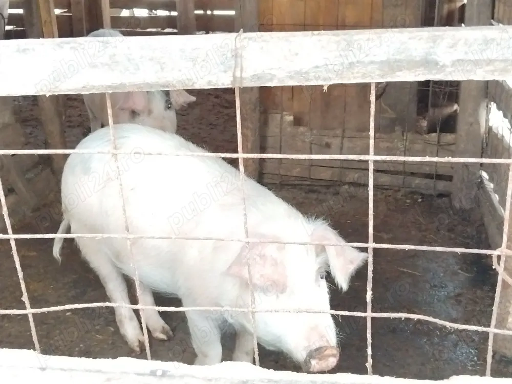 Vand porci crescuți în gospodărie