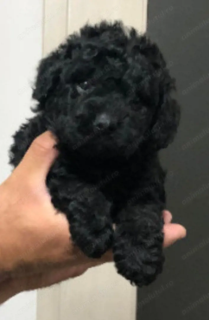 Bichon havanez 700 lei