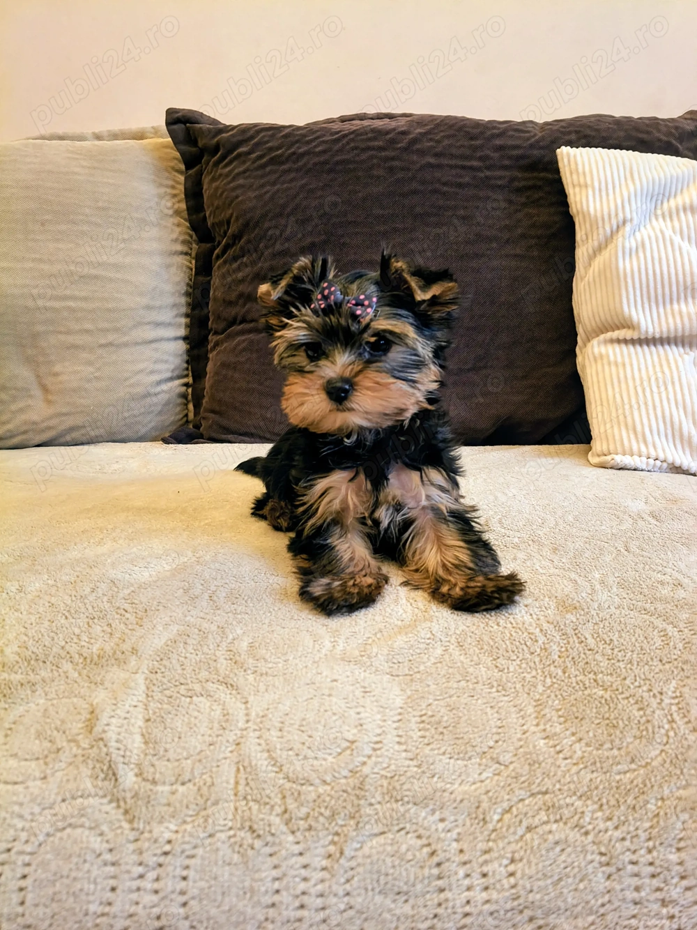 Yorkshire Terrier