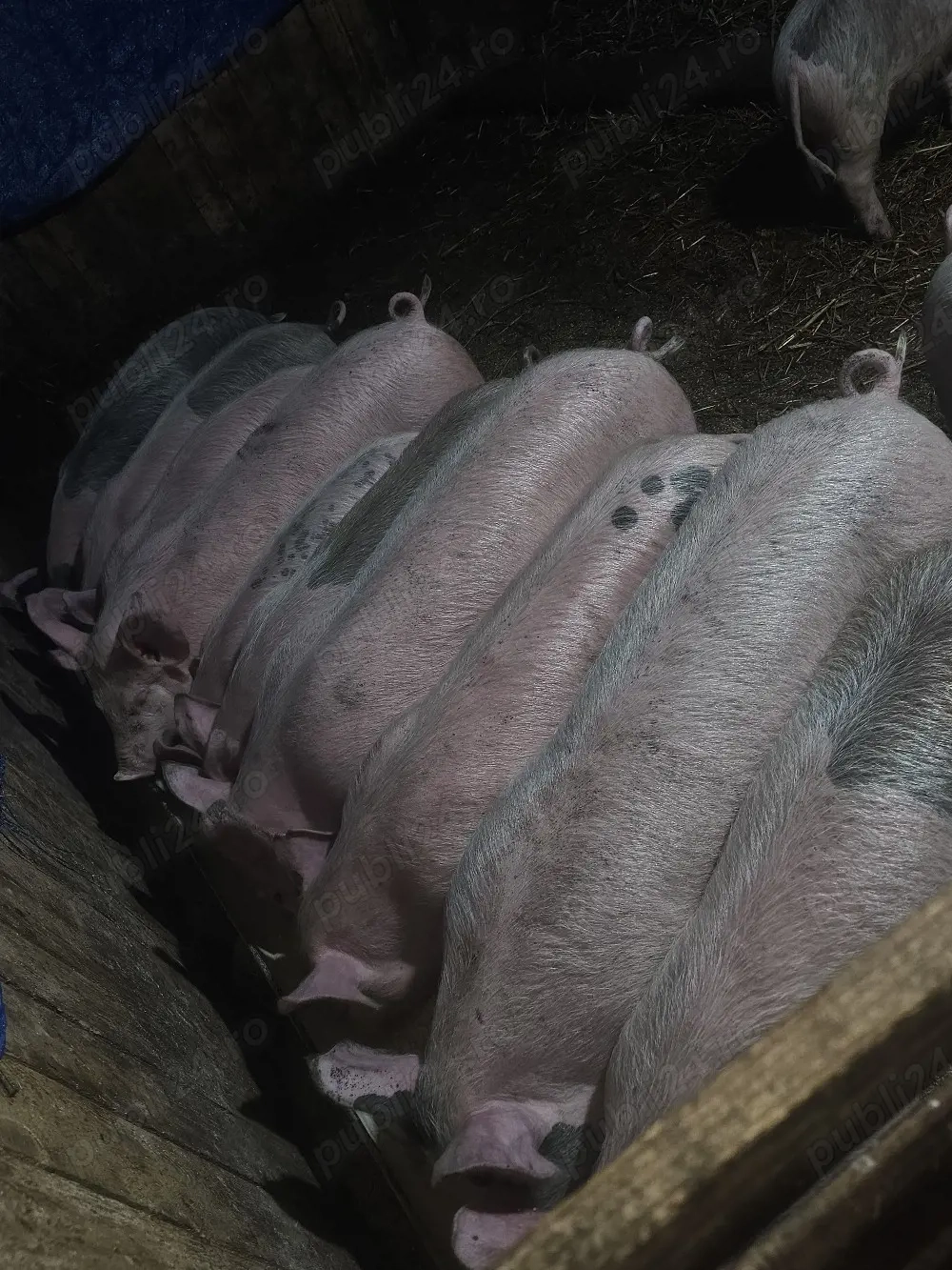 vând 19 soldani rasa de calitate de carne 35-40-45 kg 11 mascul 8 femele 