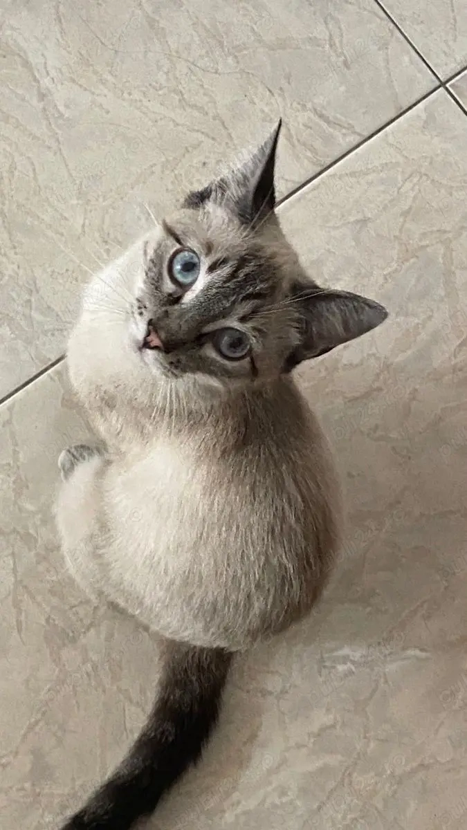 Ragdoll jucaus si activ