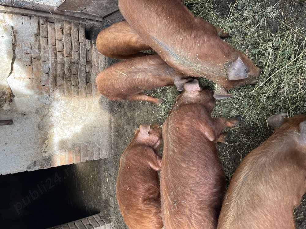 Vând porci duroc rasa pura