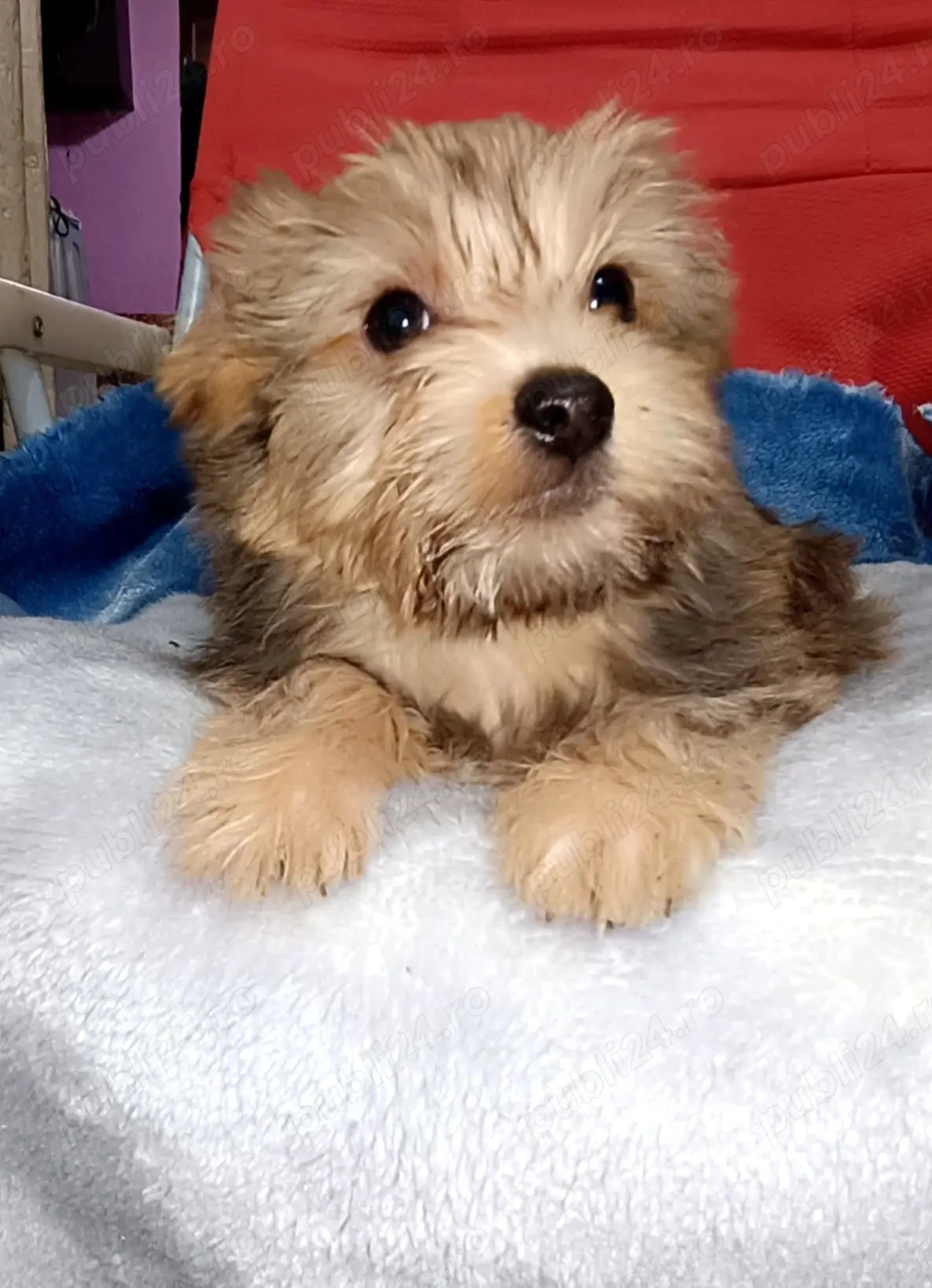 Băiat 2 luni jumate 