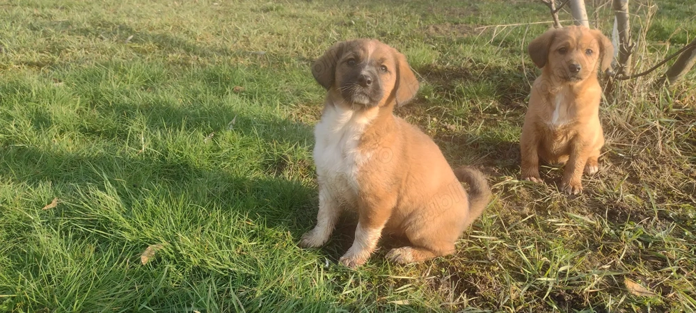 Căței spre adopție