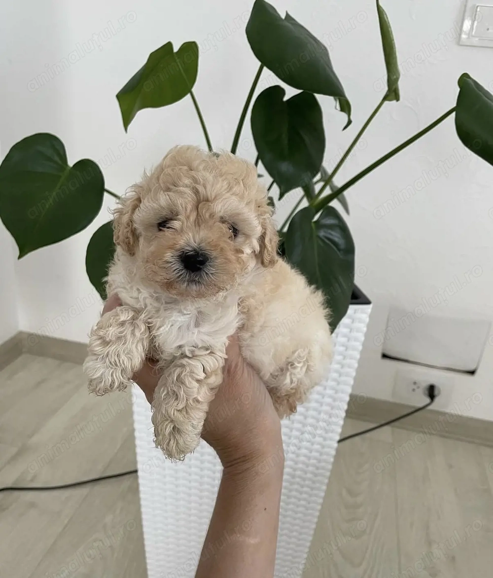 Maltipoo mascul toy
