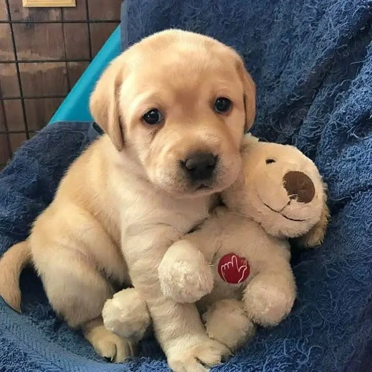 Labrador retriever mascul și femela