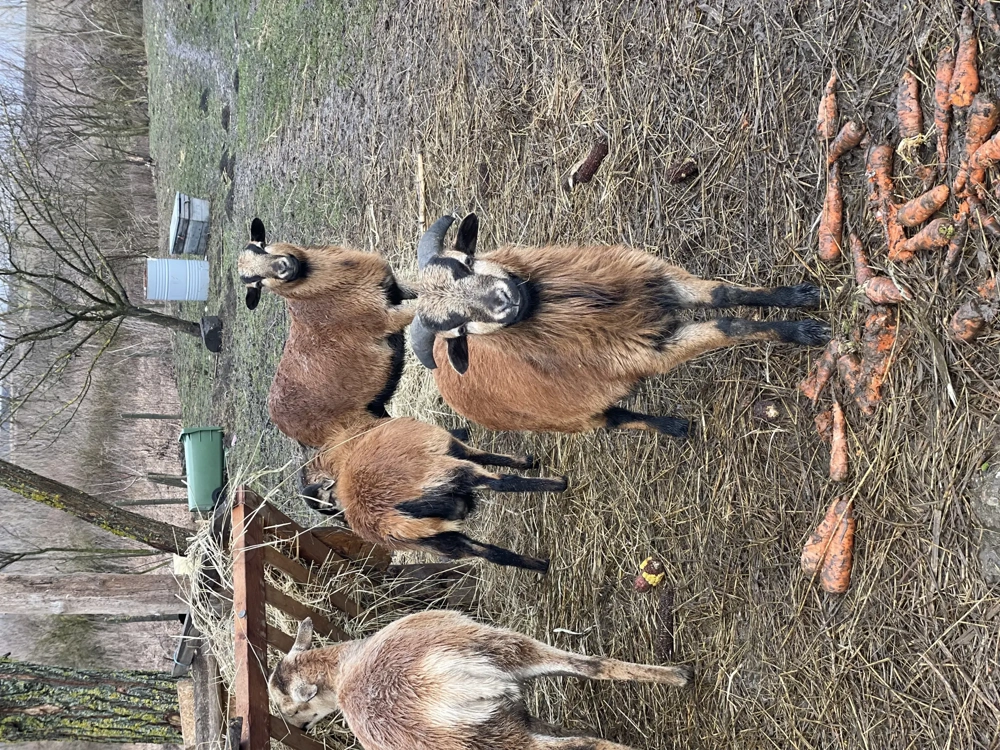 Oi și berbeci de Camerun 