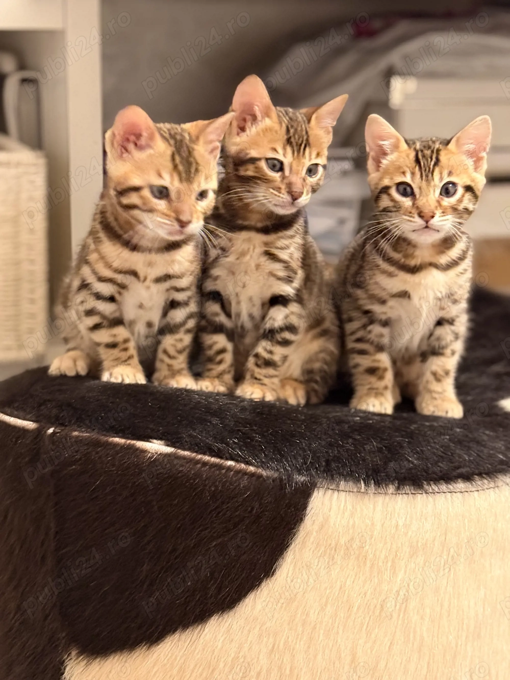 Vând pui pisică Bengal brown , ochii verzi 