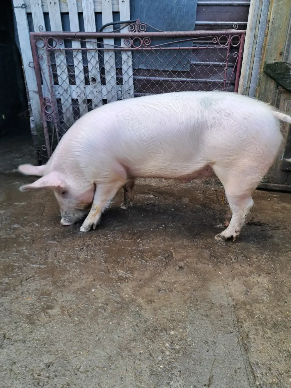 Vând porc de 10 luni