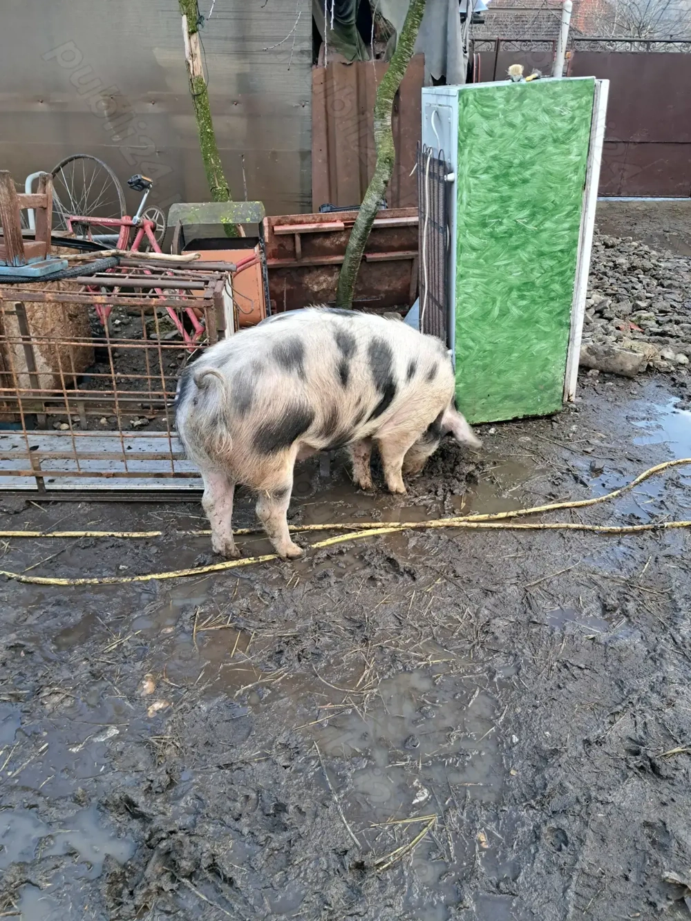 Vand porc de 10 luni