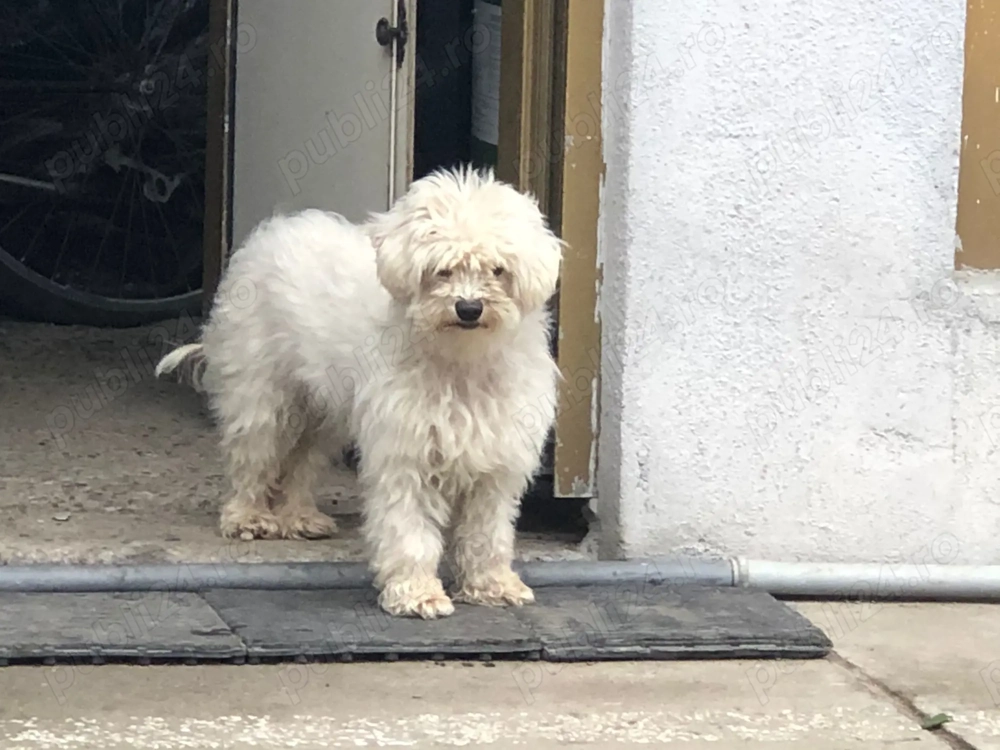 Cățelușa Bichon ,caut căsuța nouă 