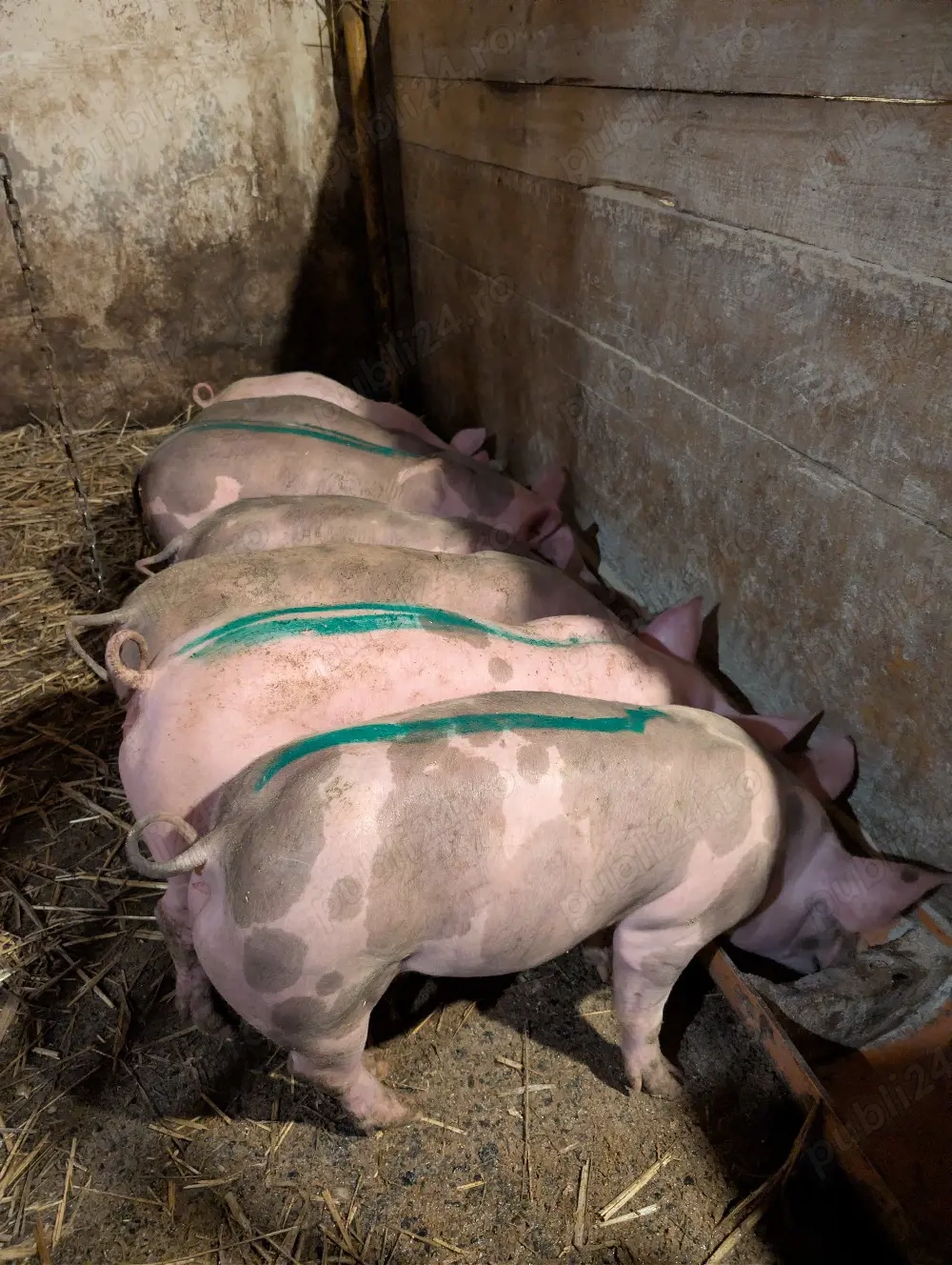 Purcei de 11 saptamani 