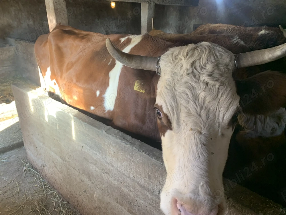 Vand un taur bălțat si o vaca 