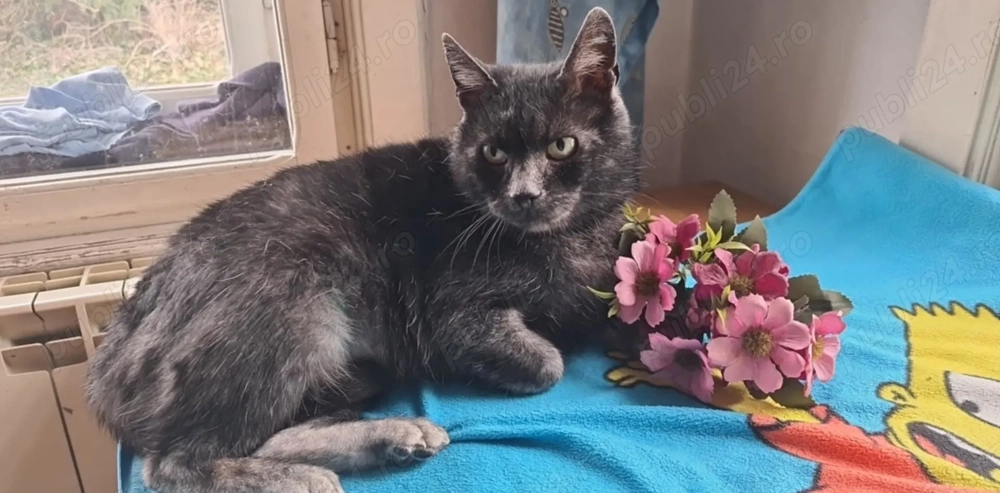  Pisică Transylvanian de adoptat   Sylvia! 