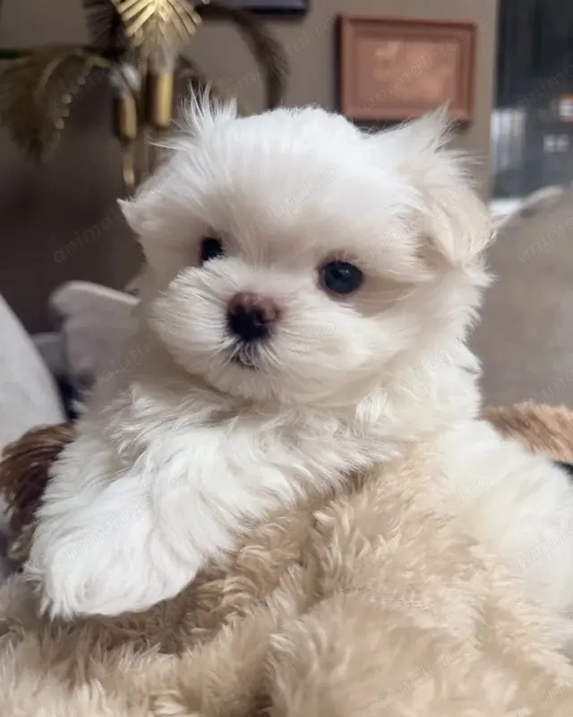 Bichon maltez mini toy vaccinată