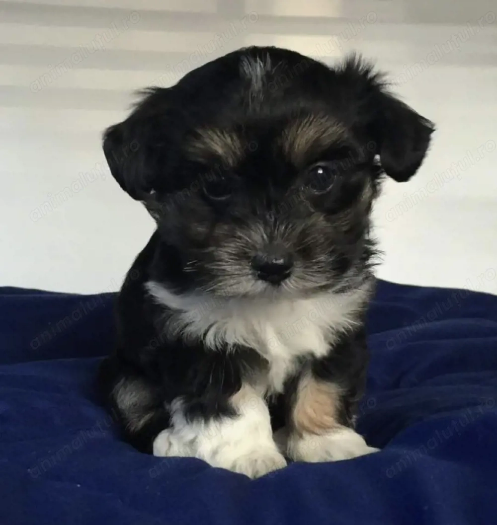 Bichon havanez 600 lei