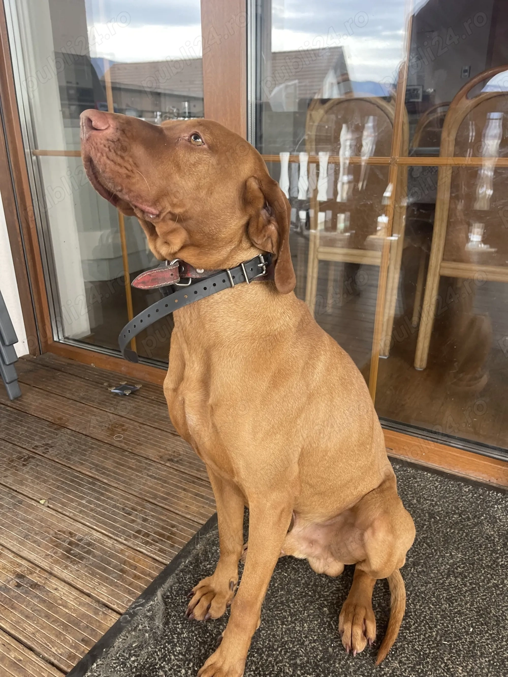 Caut familie care iubește câini dinamci și inteligenți. Sunt o vișlă maghiară, mascul