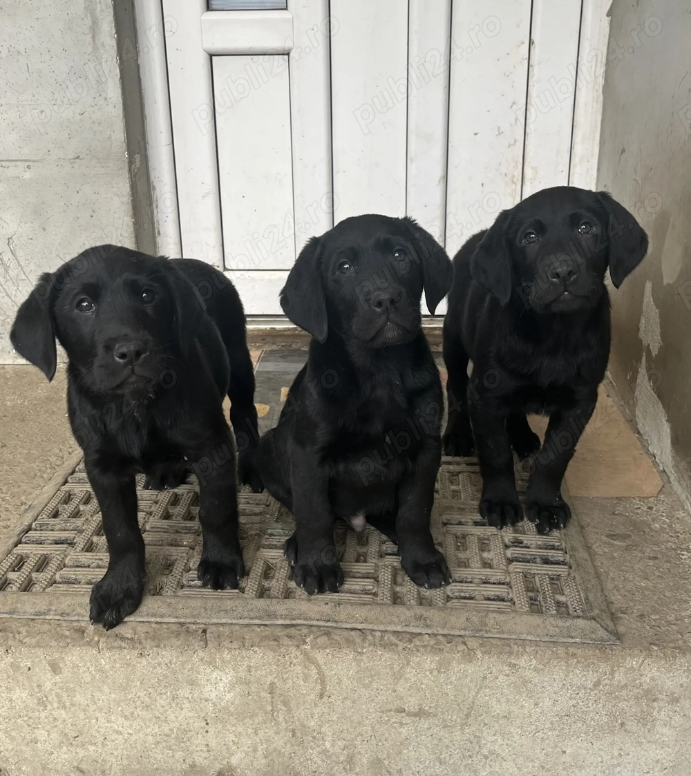 Pui labrador rasa pura