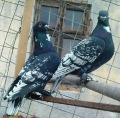 Blondineti Caut culori