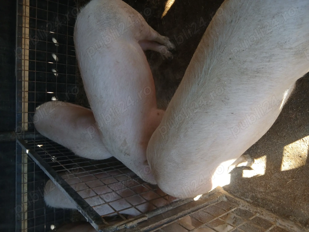 Porci de vanzare 
