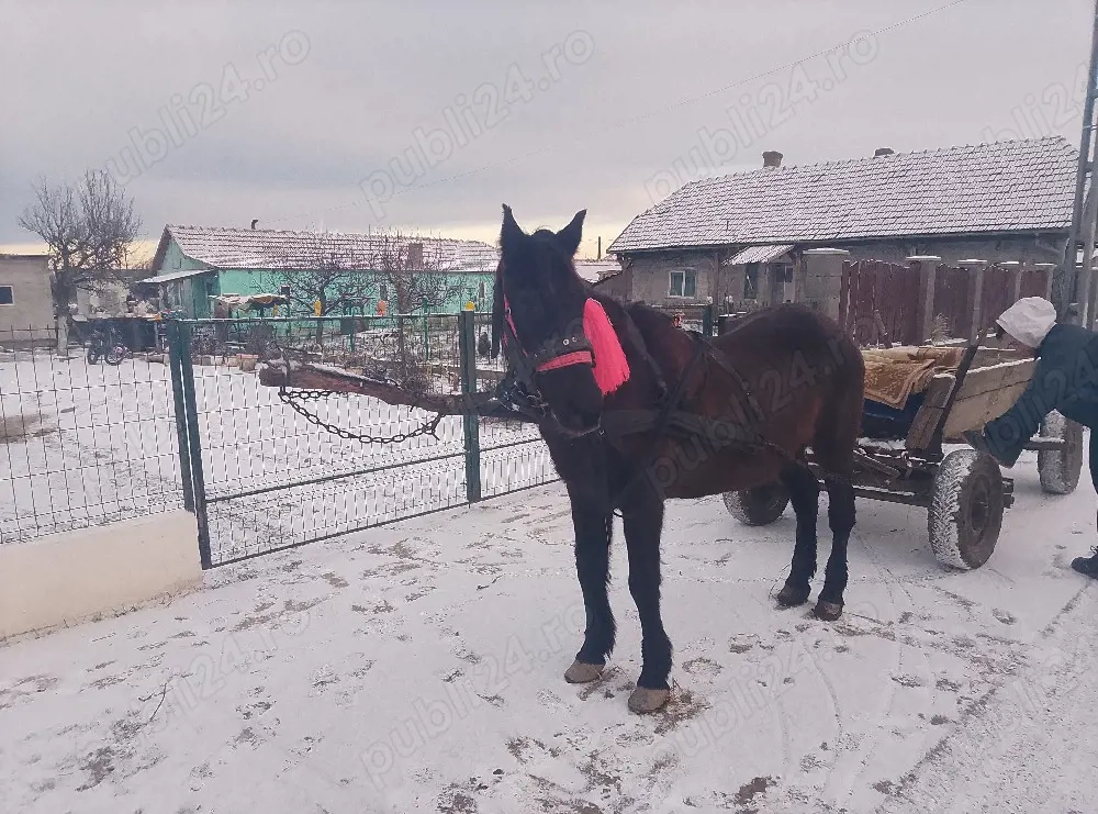 mai mult dettali privat 