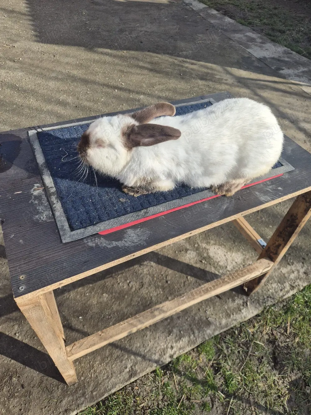 iepurita californian