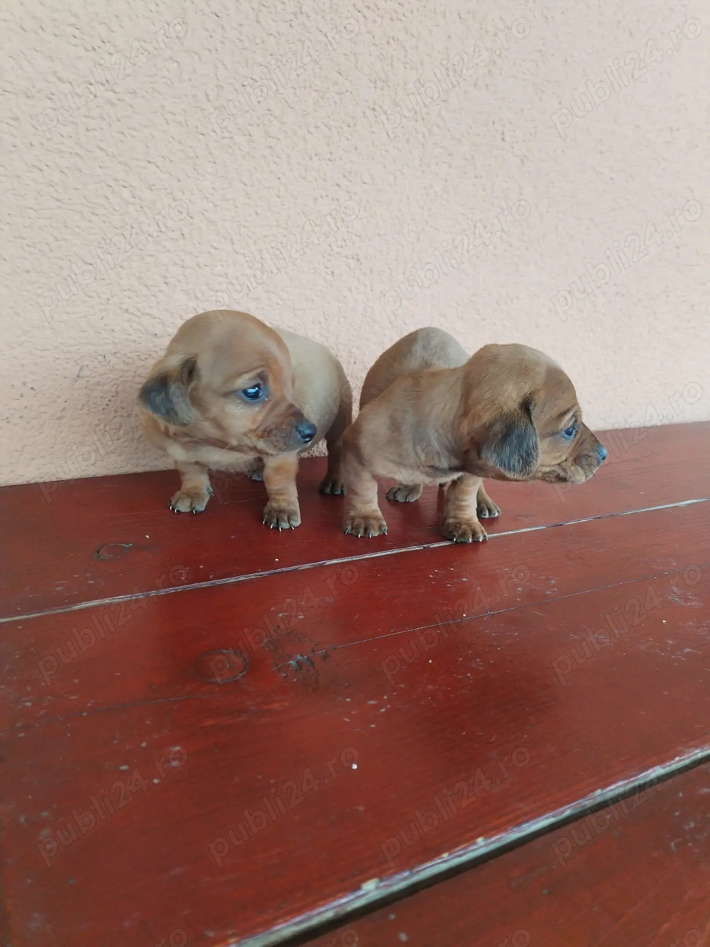 De vînzare puiuți de teckel 