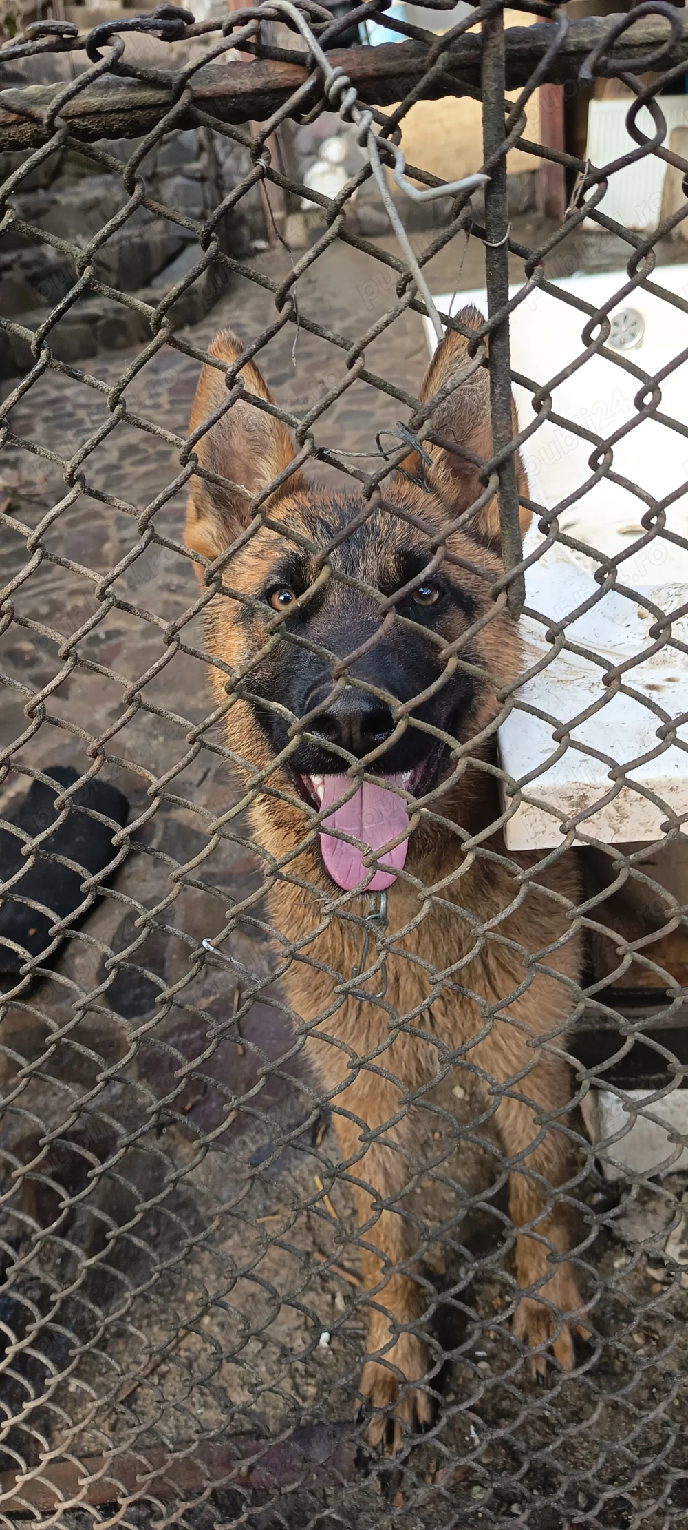 belgian malinoisde 8 luni