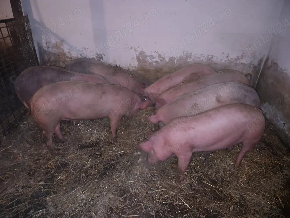 Soldani între 60 si 100kg