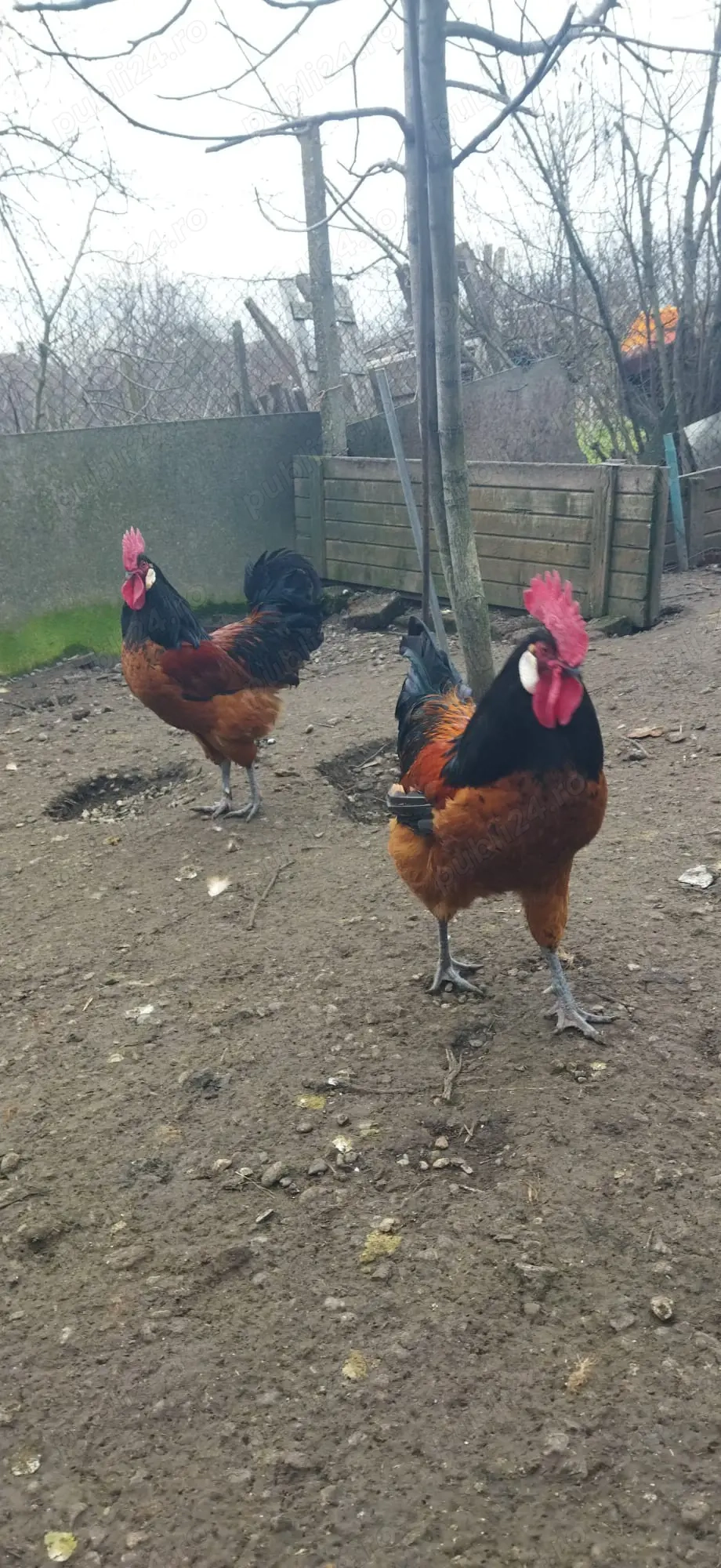 Vand familie de găini Vorwerk 