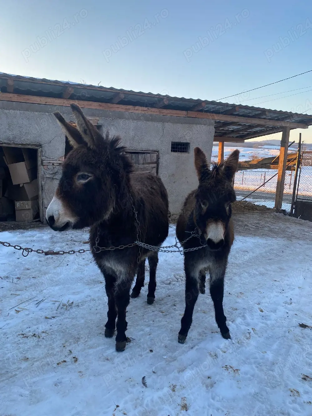 vand două măgărițe tinere 