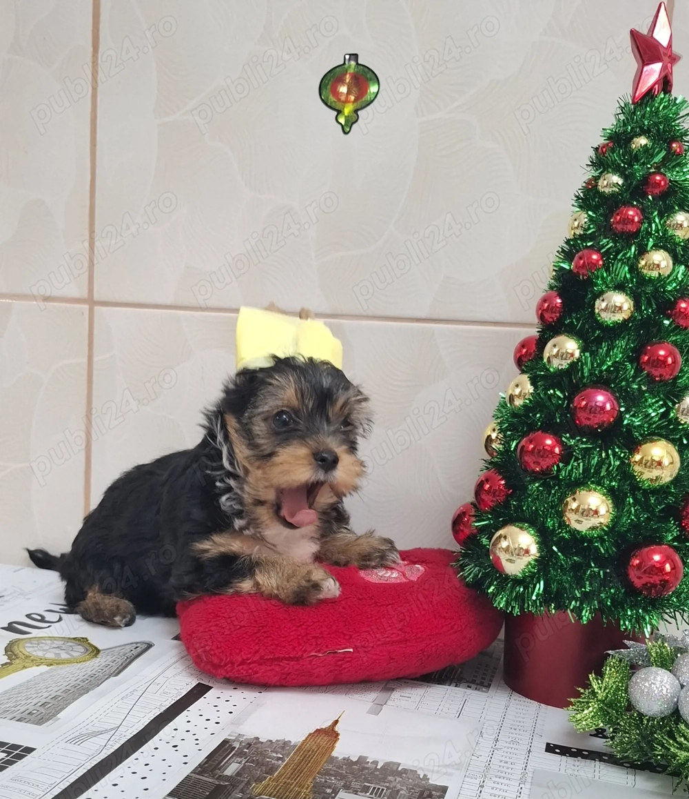 Două fetițe si un băiețel , foarte mâncaciosi si iubitori. lunițe.