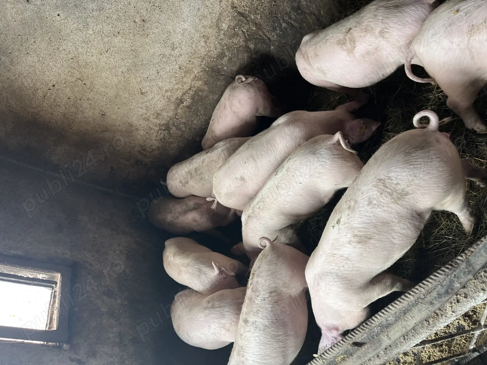 Purcei de vânzare 40-60kg Landrace cu Marele Alb