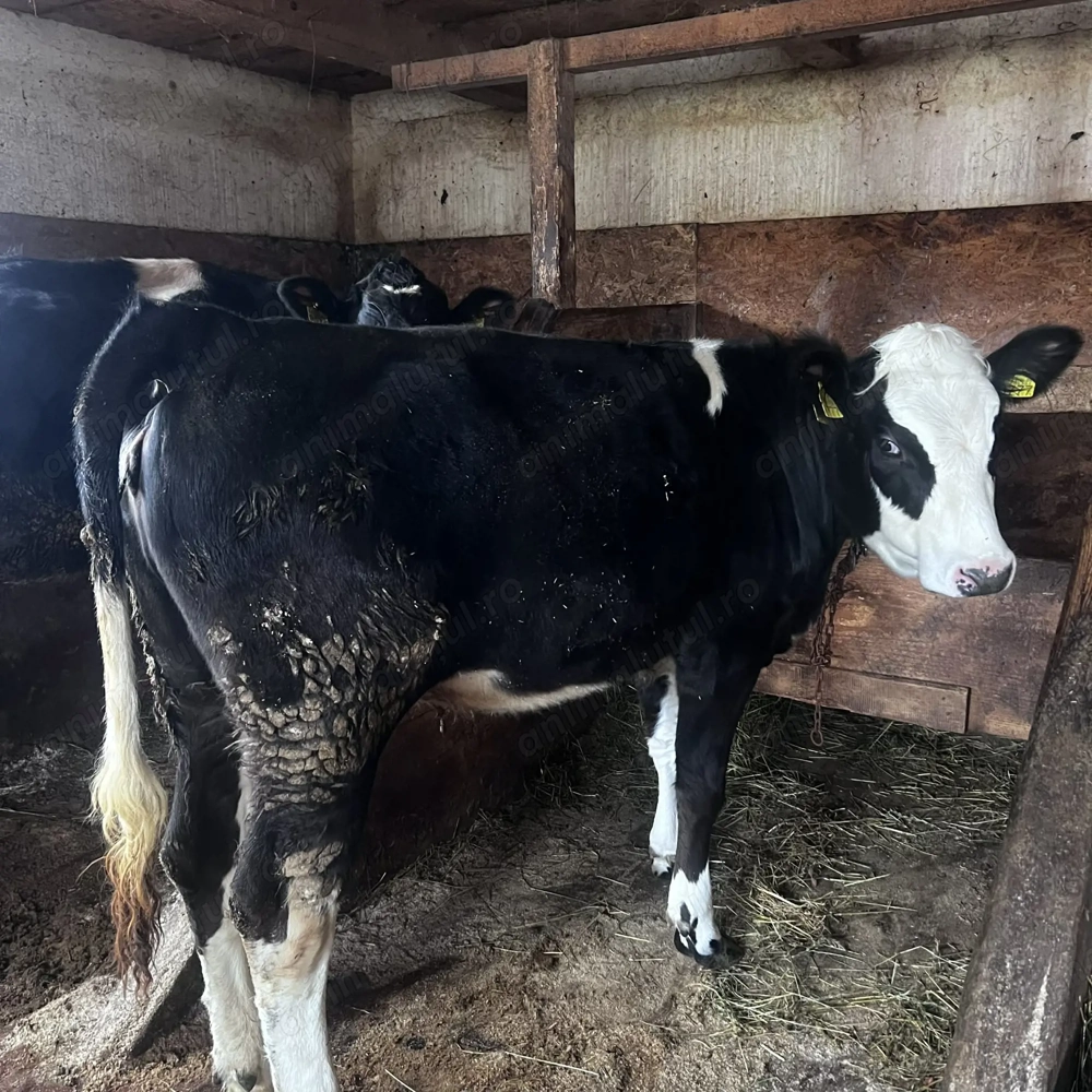 Vand junca din holstein cu baltat