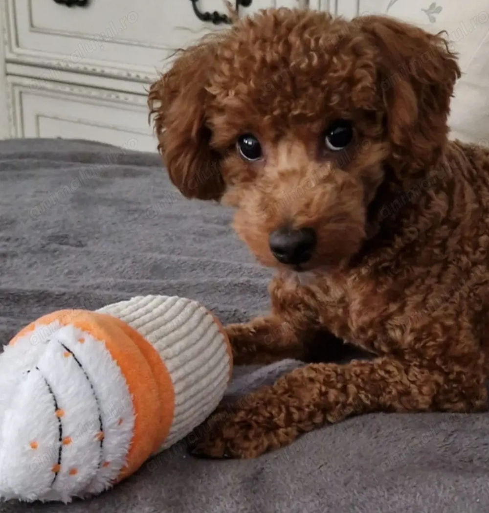 Cavapoo băiețel 
