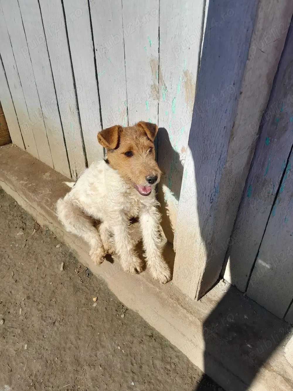 căței Fox terrieri 