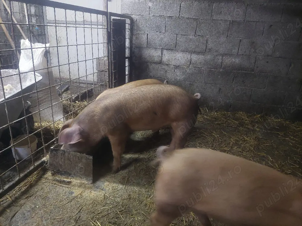 Purcelusi Duroc x pietrain