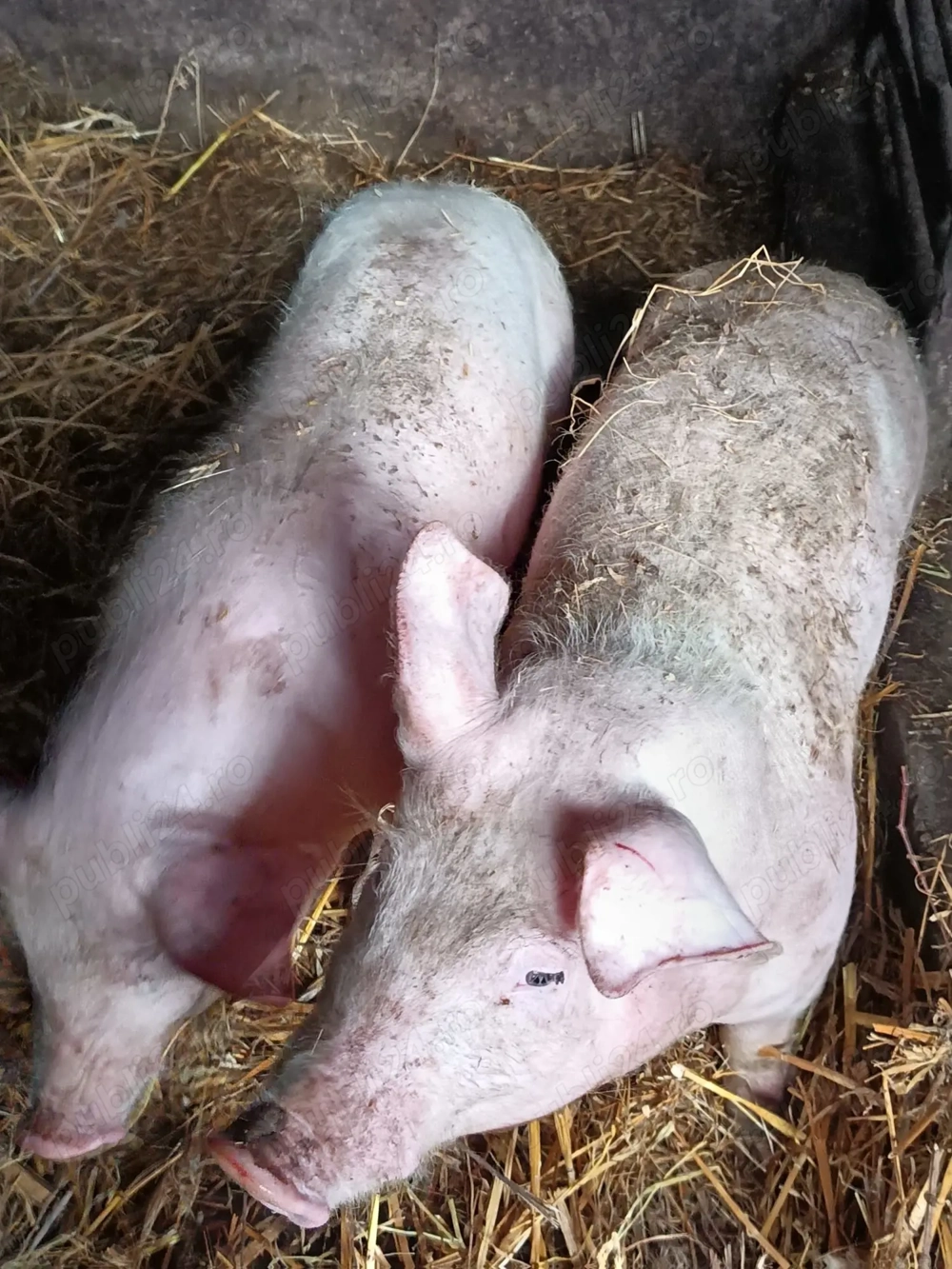 Purcei crescuti in gospodarie 