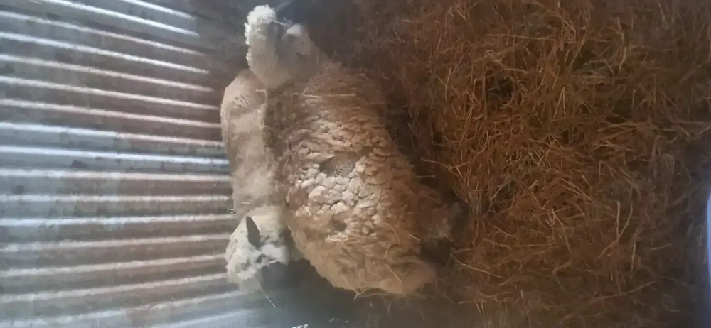 De vânzare  oie si un berbec 