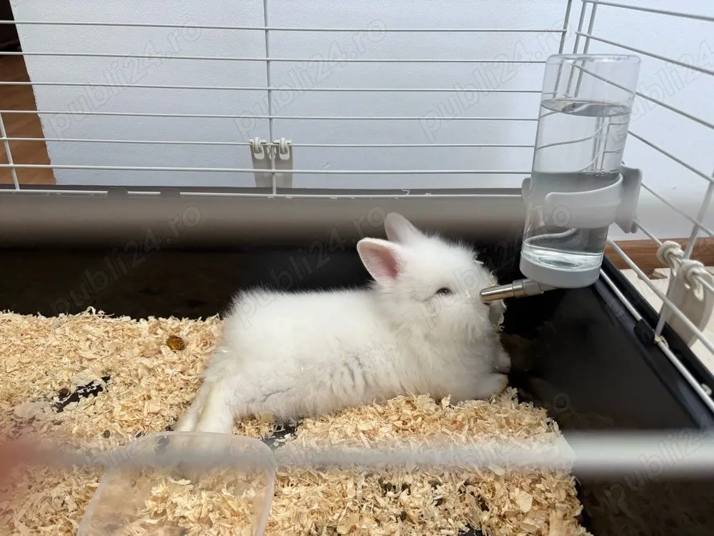 Vand 2 iepuri pitici