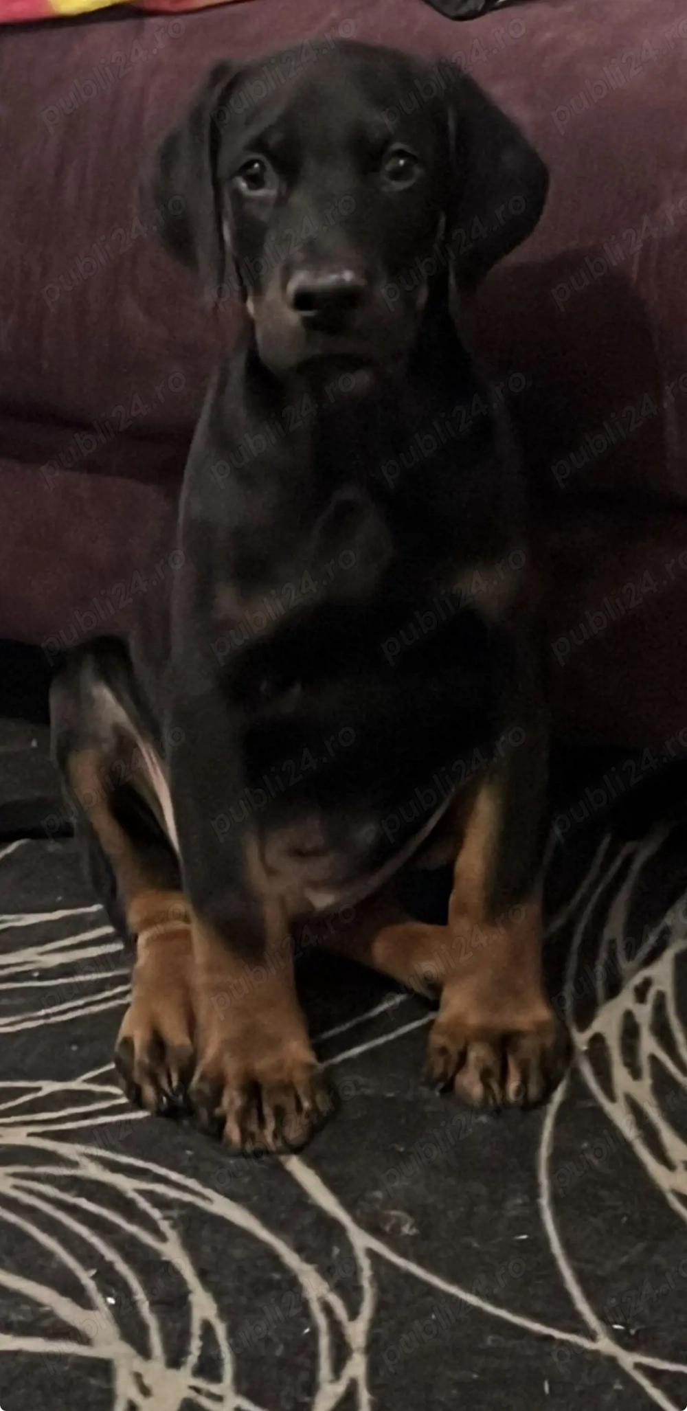 Doberman rasa pură 7 săptămâni 
