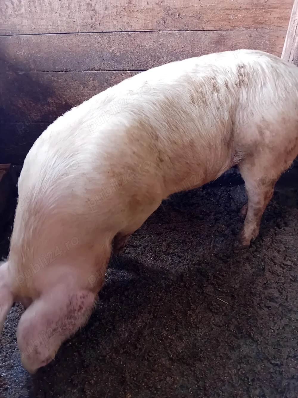 Vand purcica de rasa