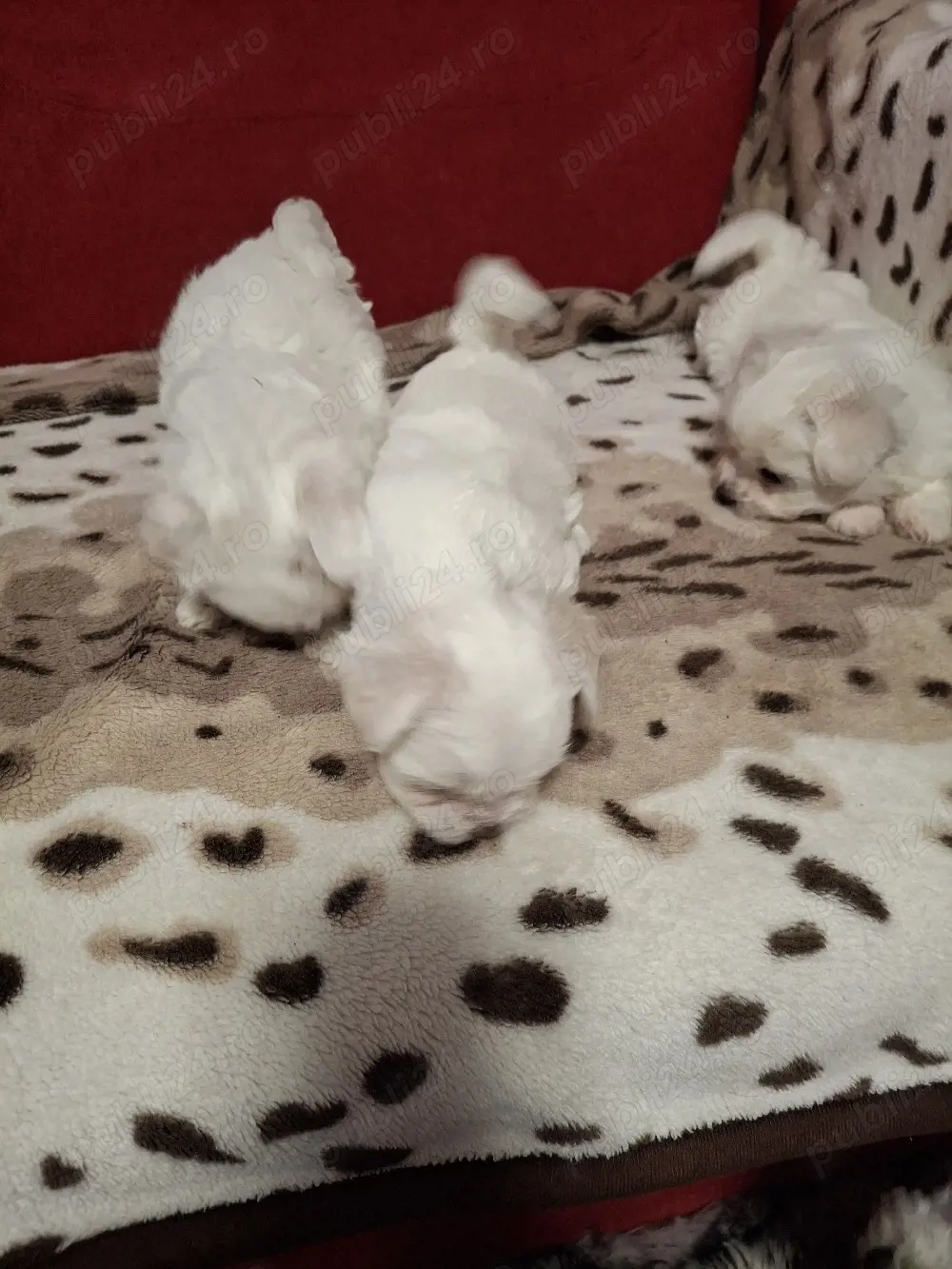 bison maltez Dâmbovița 