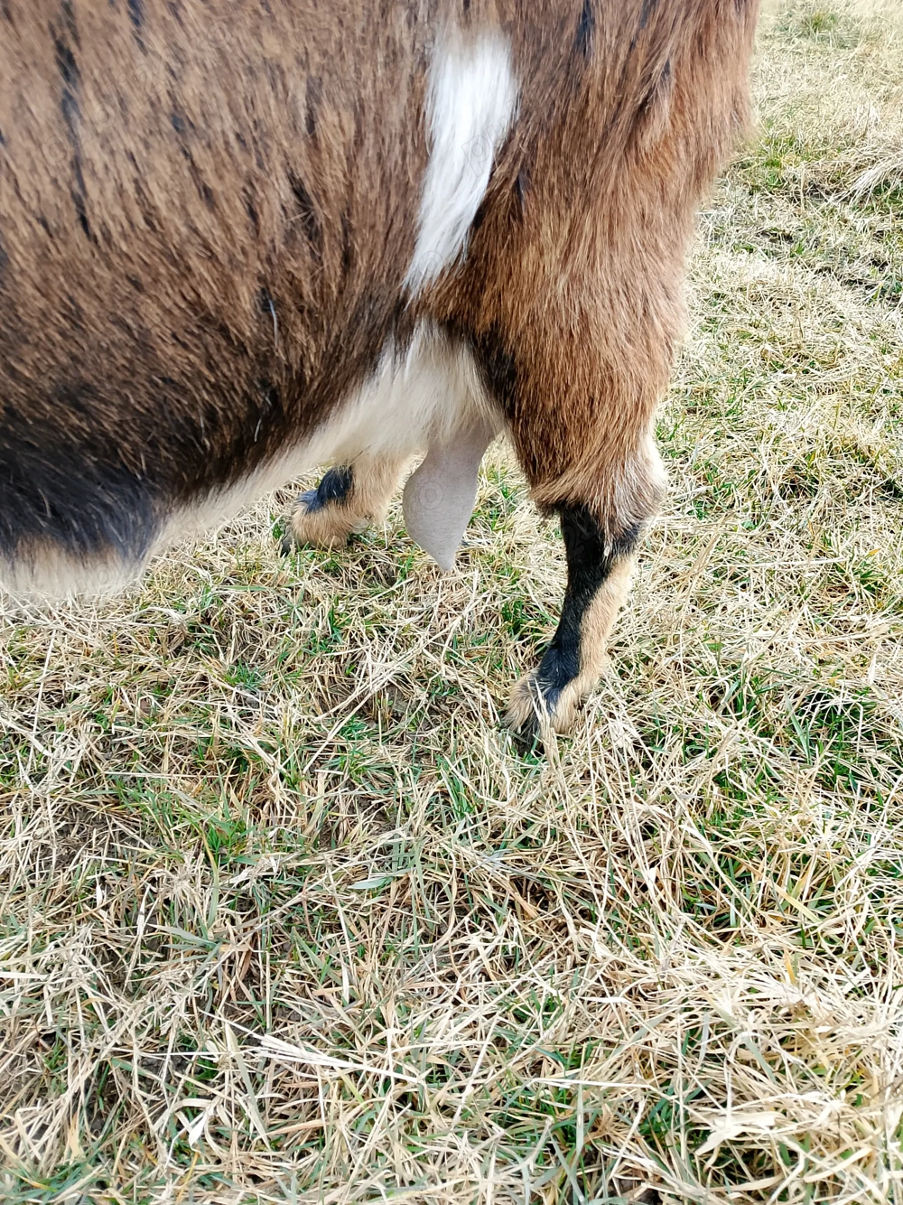 Vînd capră de fătat Anglia nubian