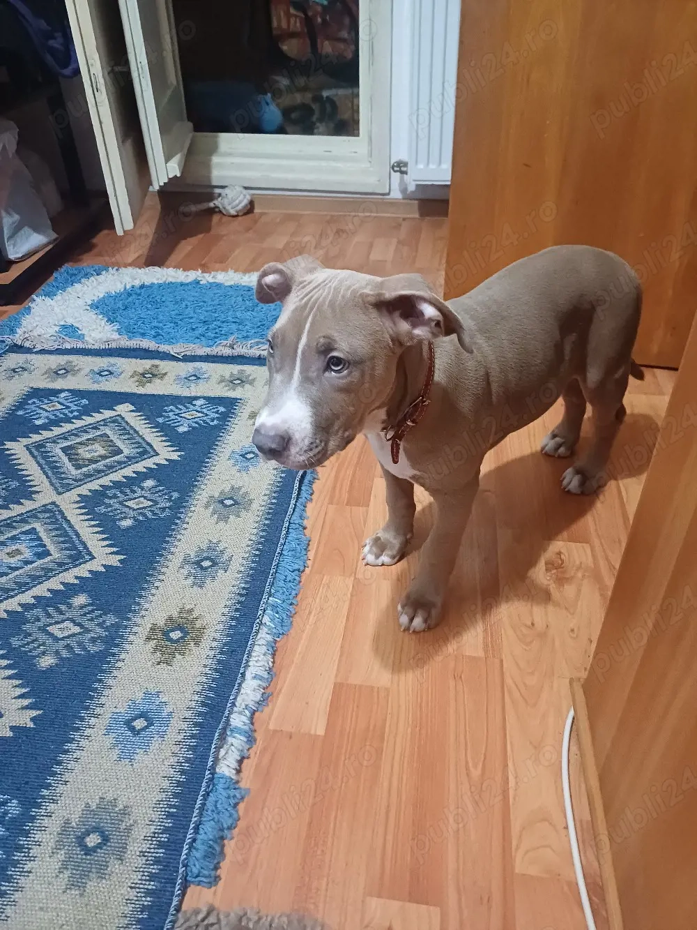 Vând câine Amstaff 